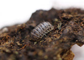Venezillo Parvus “264”
